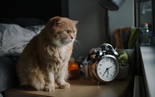 猫と目覚まし時計 猫と目覚まし時計の写真