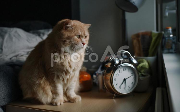 猫と目覚まし時計 猫,動物,時計の写真素材