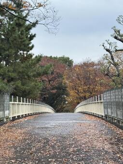 代々木公園　秋の風景 代々木公園,秋,歩道橋の写真素材