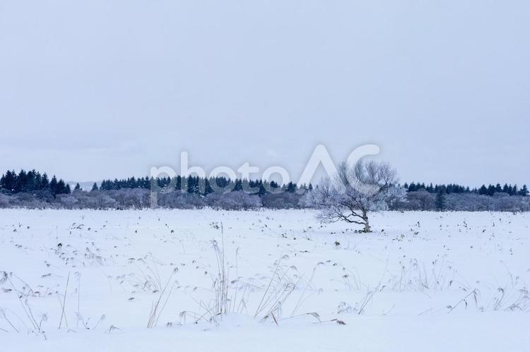 凍りついた厳冬の原野 一本木,冬,北海道の写真素材