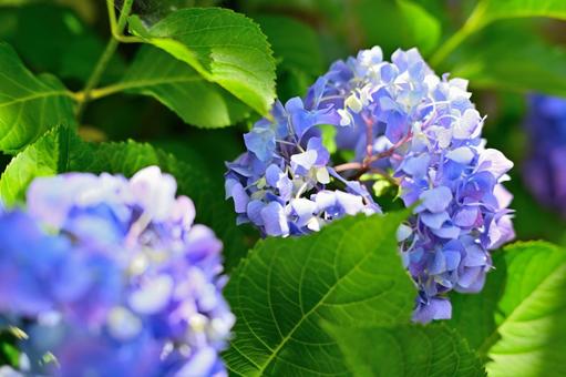 Blue hydrangeas blooming on a sunny day during the rainy season, JPG
