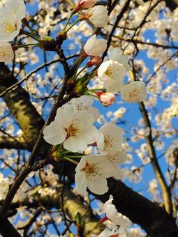桜咲くの写真