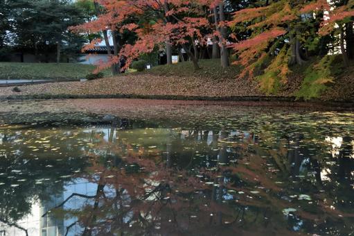 水面に写った紅葉 水面に写った紅葉の写真