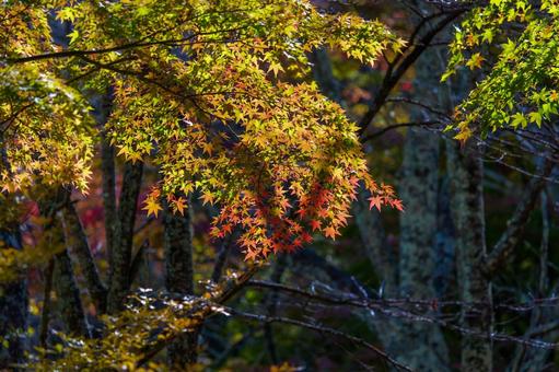 秋の紅葉 紅葉,秋,グラデーションの写真素材
