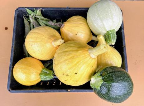 収穫後のズッキーニ 収穫後のズッキーニ ズッキーニ,収穫,野菜の写真素材