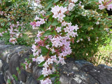 公園の遊歩道ウツギ咲く 公園の遊歩道ウツギ咲くの写真