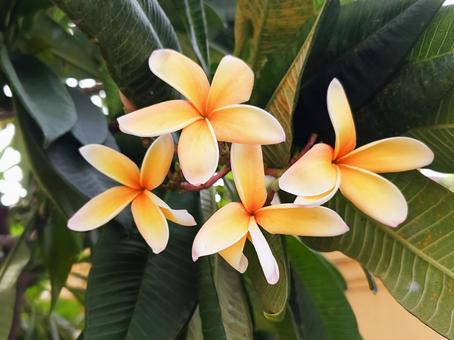 黄色いプルメリアの花 黄色いプルメリアの花の写真