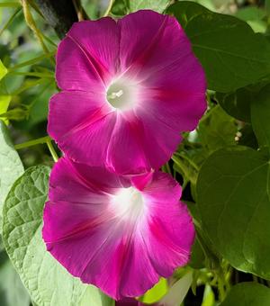 色鮮やかな可愛い朝顔 色鮮やかな可愛い朝顔 朝顔,花,アサガオの写真素材