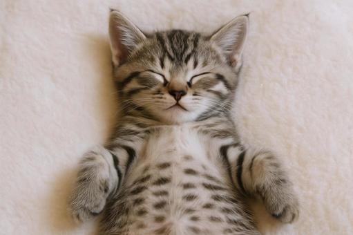 仰向けで眠るキジトラの子猫の写真