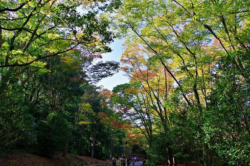 秋空と色づく森 秋空と色づく森 紅葉,始まり,秋の写真素材