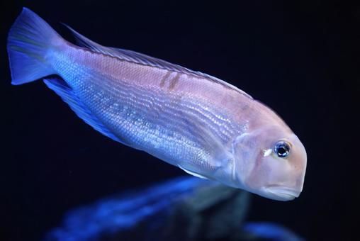 アマダイ アマダイ アマダイ,海水魚,魚類の写真素材