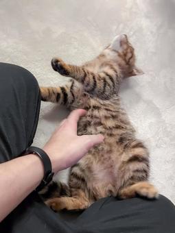 Kitten getting its belly rubbed, JPG