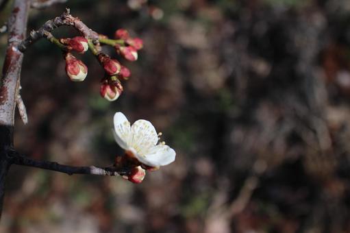 春の庭花たち その7 春の庭花たち その7の写真