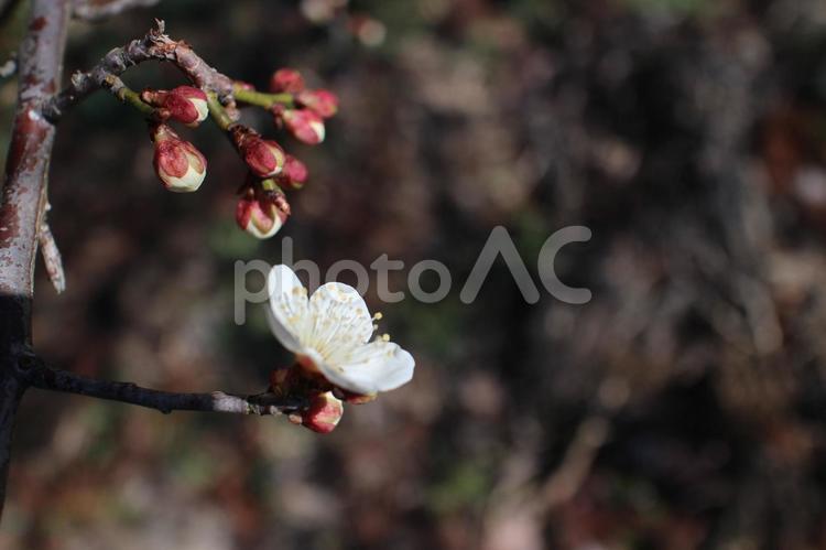春の庭花たち　その７ 庭,花,植物の写真素材