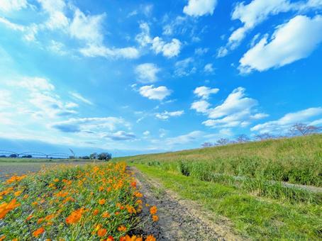 キバナコスモスと青空 キバナコスモスと青空 キバナコスモス,秋,秋の花の写真素材