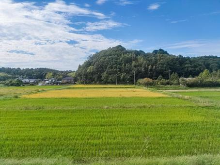 京成線車窓より印旛郡酒々井町の初秋の田園 京成線車窓より印旛郡酒々井町の初秋の田園の写真