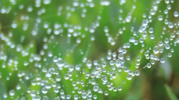 水玉 水玉の写真