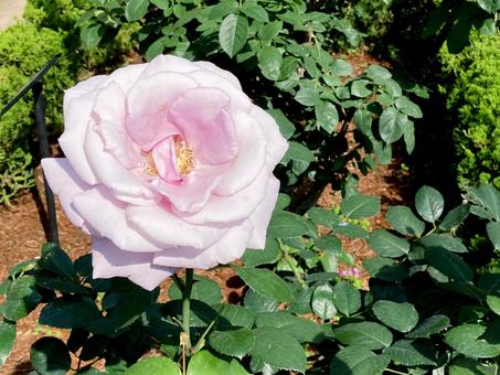 バラ バラ バラ,ローズ,花びらの写真素材