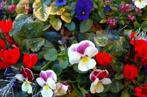寄せ植え 寄せ植えの写真