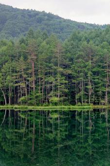 Photo, yatsugatake, green grove, the lake, 