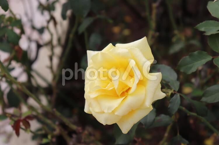 花が作られた時のドイツ首相から命名した薔薇、ヘルムット・シュミット ヘルムット・シュミット,薔薇,植物の写真素材