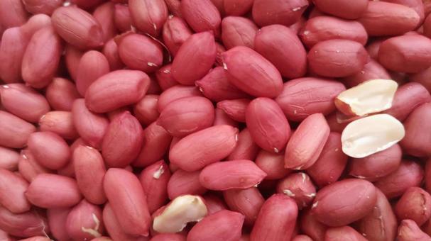 落花生 (15) 落花生,ピーナッツ,豆の写真素材