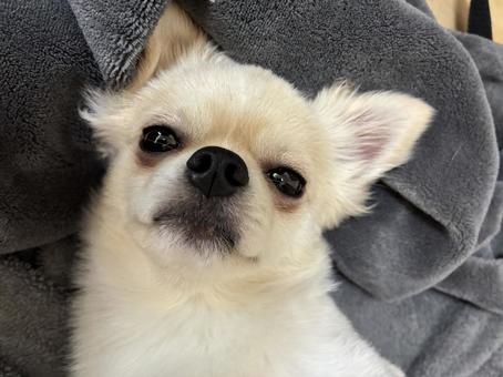 仰向けに寝転ぶチワワ チワワ,室内犬,仰向けの写真素材