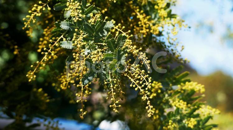 寒風に耐えて開花を待つミモザ ミモザ,ギンヨウアカシア,花の写真素材