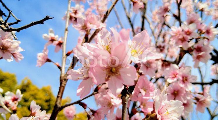 小春日和の桜の花の景色 春,桜,サクラの写真素材