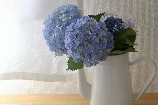 Photo, hydrangea, flower, rainy season, 