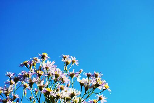 空をあおぐ野花 花,紫苑,空の写真素材