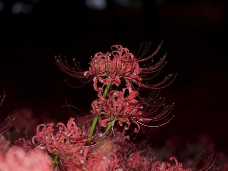 彼岸花 彼岸花の写真