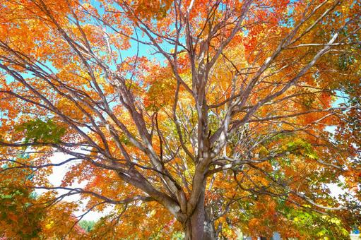 紅葉 紅葉の写真