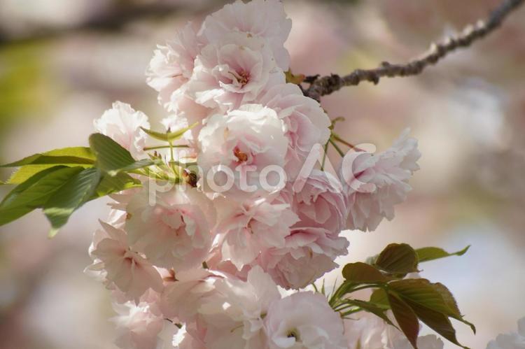 華やかな八重桜２４－１ 桜,八重桜,さくらの写真素材