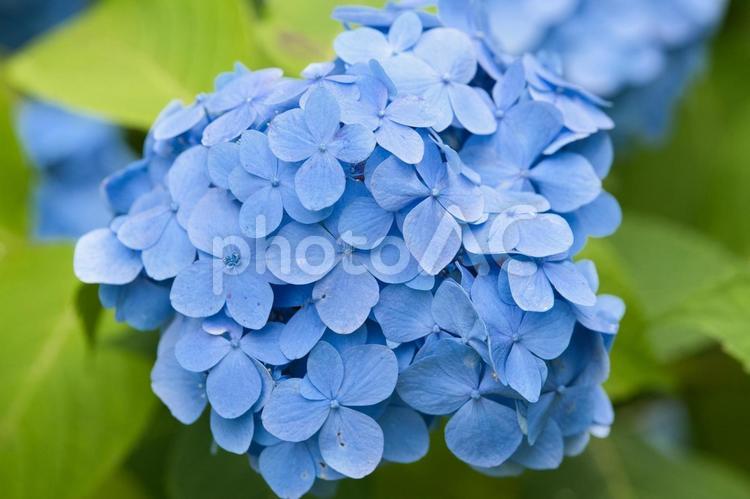 公園で美しく咲いている青色の紫陽花1輪⑧ 紫陽花,梅雨,5月の写真素材