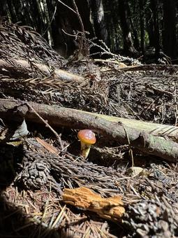 きのこ(ハナイグチ) きのこ(ハナイグチ) 茸,キノコ,きのこの写真素材