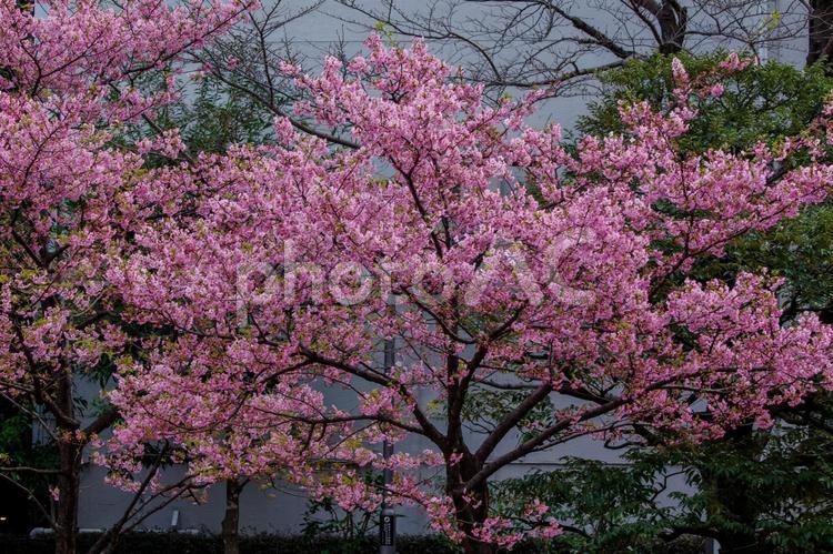 東京港区赤坂5丁目の河津桜が最盛期 赤坂,赤坂5丁目,落ち着いたの写真素材