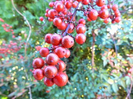 【植物写真】南天の実 南天,実,ナンテンの写真素材