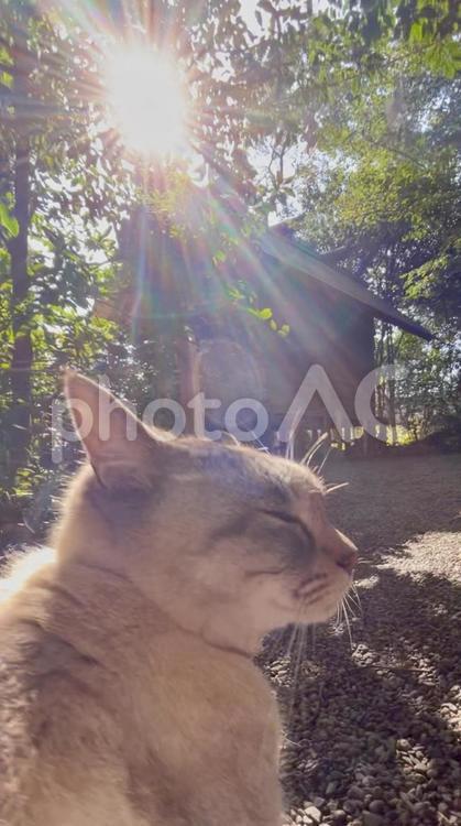 やまちゃん ねこ,可愛い,動物の写真素材
