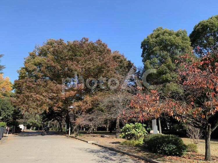 公園の一枠 風景,公園,大樹の写真素材