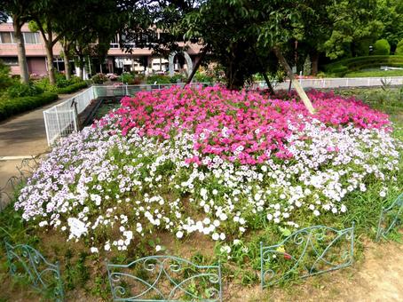 大船フラワーセンター・ペチュニアの花壇 ペチュニア,花,植物の写真素材