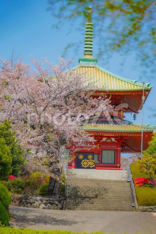 仏塔と桜の花 仏塔,桜,花の写真素材