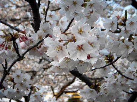 桜 桜 桜,サクラ,さくらの写真素材