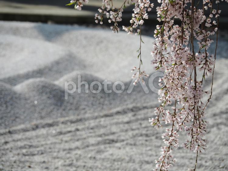 さくらと枯山水 さくら,桜,晴れやかの写真素材