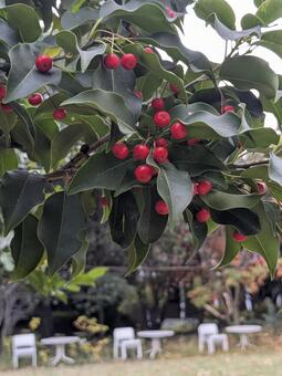 赤い実 枝,ガーデン,秋の写真素材