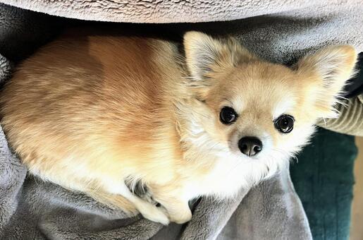 お座りする犬 犬,チワワ,ペットの写真素材