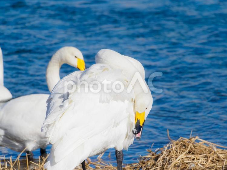 自分で毛繕いをするハクチョウ 鳥,風景,自然の写真素材