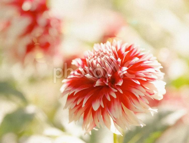 ダリア ダリア,花,植物の写真素材