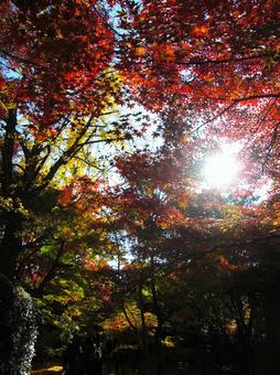紅葉と日光 紅葉と日光の写真