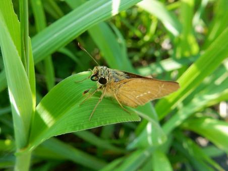 【昆虫写真】イチモンジセセリ イチモンジセセリ,一文字挵,昆虫の写真素材